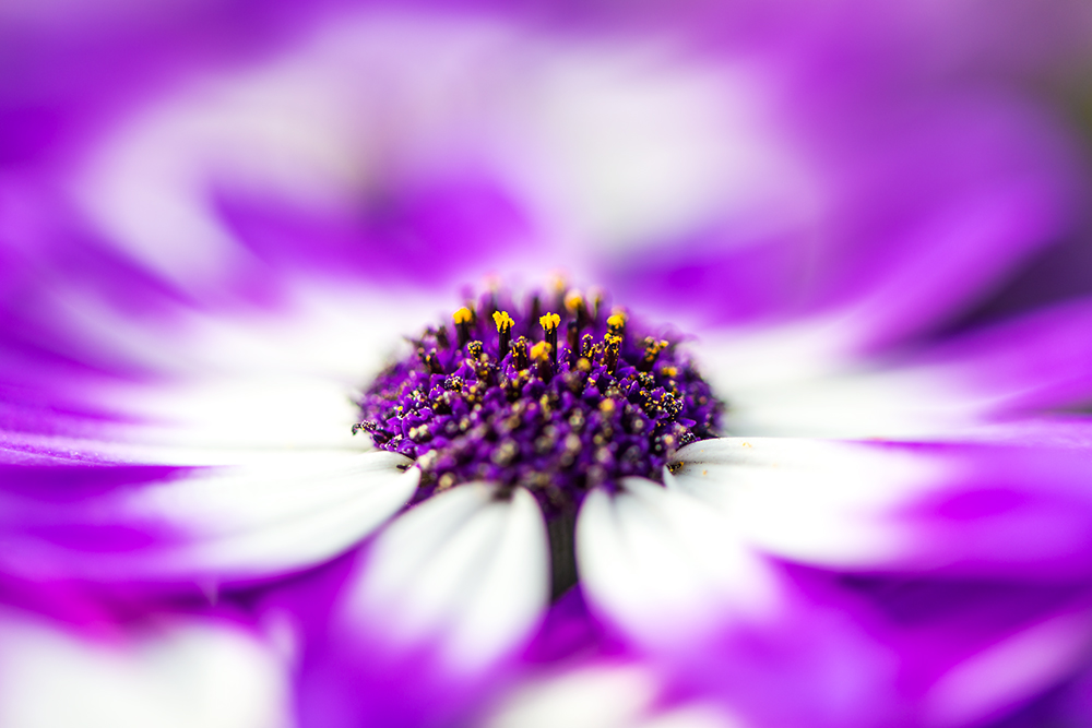 Senetti