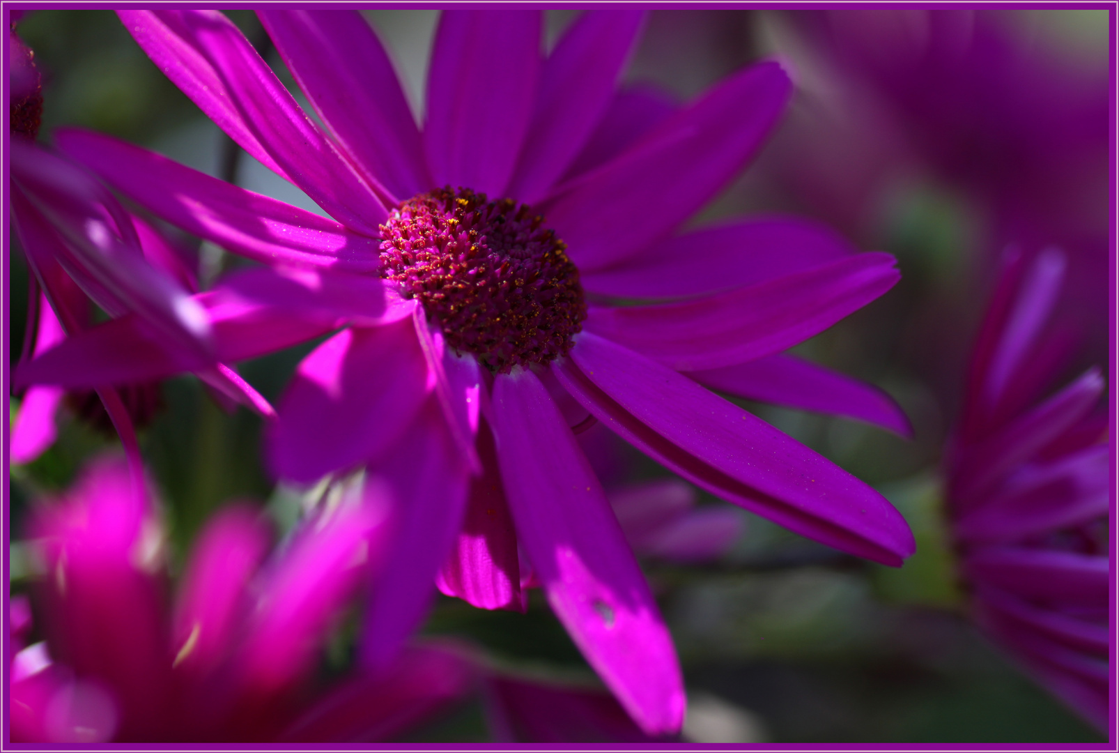 Senetti Blütenzauber