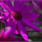 Senetti Blütenzauber