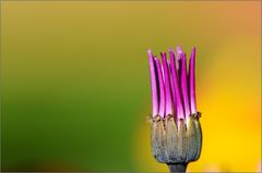 Senetti II