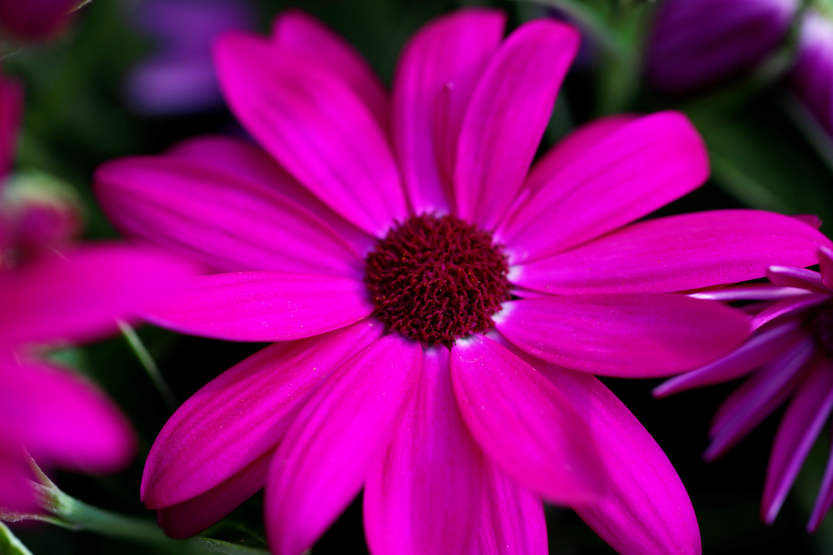 Senetti ,,Magenta" ~ Cineraria Pericallis