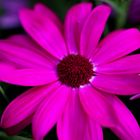 Senetti ,,Magenta" ~ Cineraria Pericallis