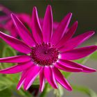 * Senetti Pericallis *