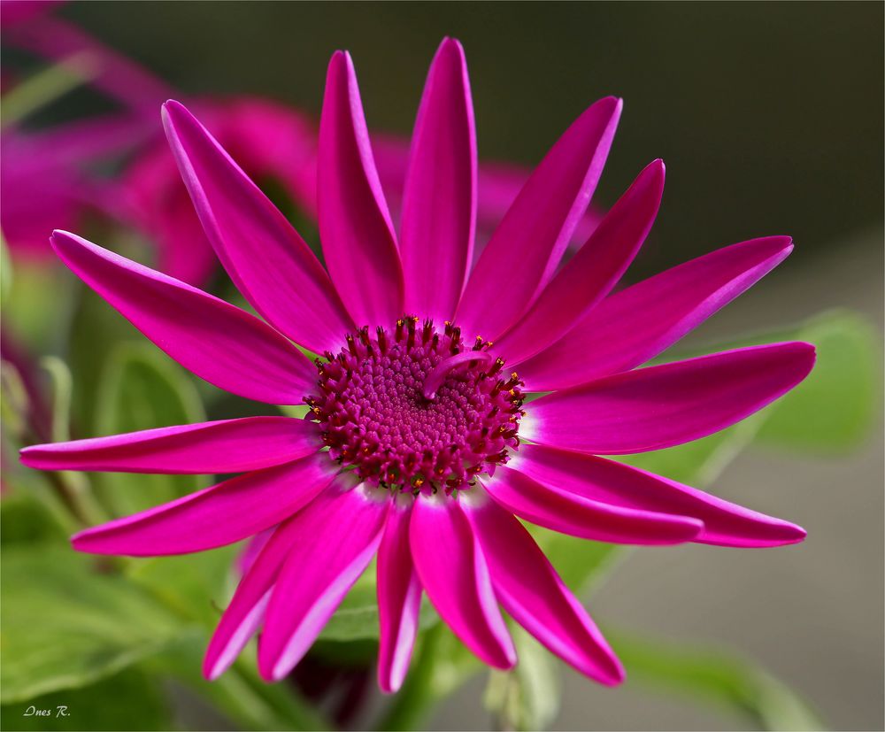 * Senetti Pericallis *