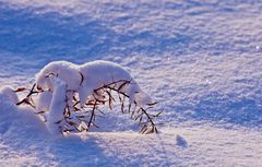 Senf im Schneemantel