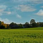 Senf in der Blüte