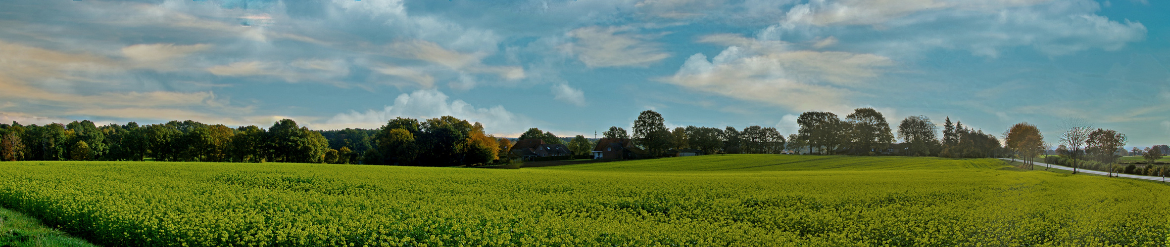 Senf in der Blüte