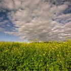 - Senf mit Wolken -