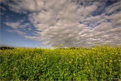 - Senf mit Wolken -