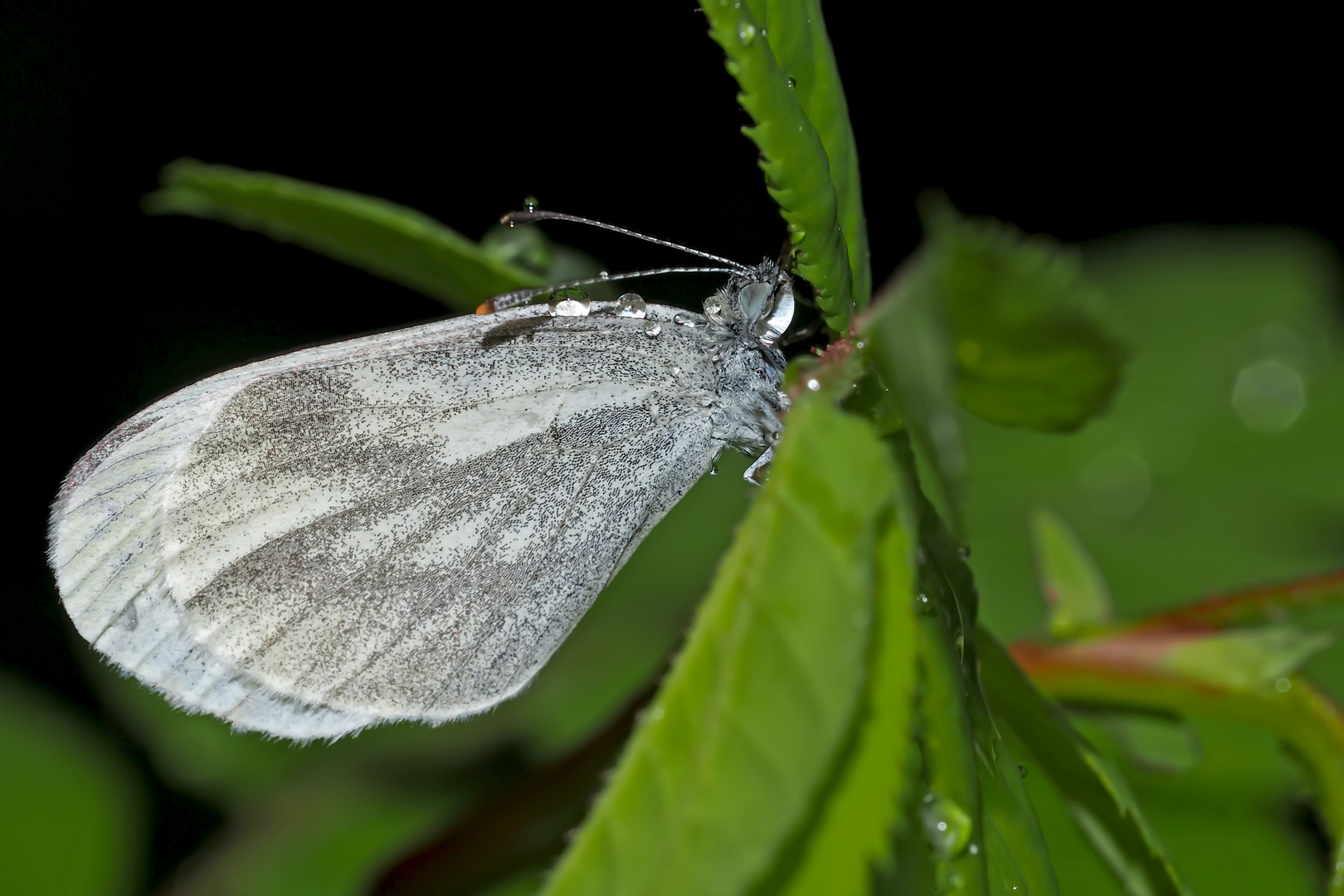 Senf- oder Tintenfleckweißling im Regen... - Papillon du genre "Piéride de la moutarde".