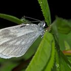 Senf- oder Tintenfleckweißling im Regen... - Papillon du genre "Piéride de la moutarde".