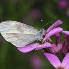 Senf- oder Tintenfleckweißling * - Papillon du genre "Piéride de la moutarde".