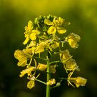 Senfblüte am frühen Morgen im ersten Sonnenlicht