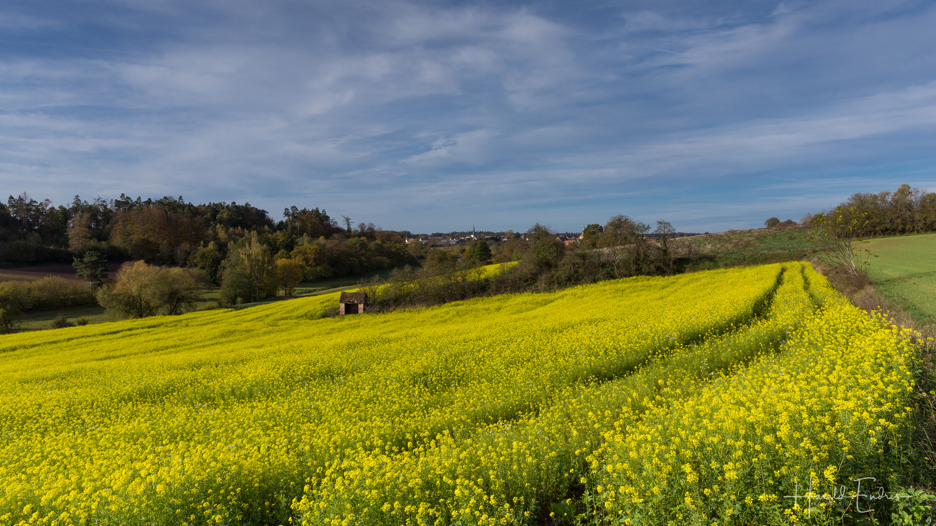 Senfblüte