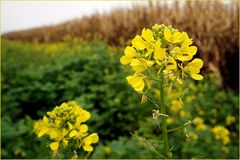 Senfblüte - keine letzten Rapsblüten - vor Maisfeld