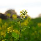 Senfblume in Herbstsonne