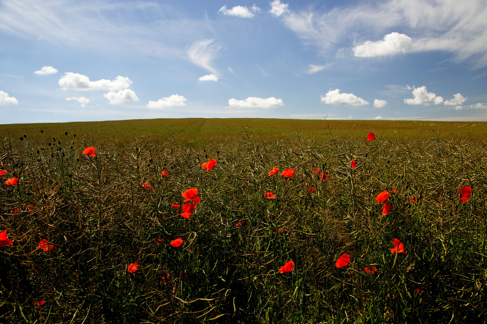 Senffeld mit Mohn...