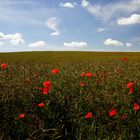 Senffeld mit Mohn...