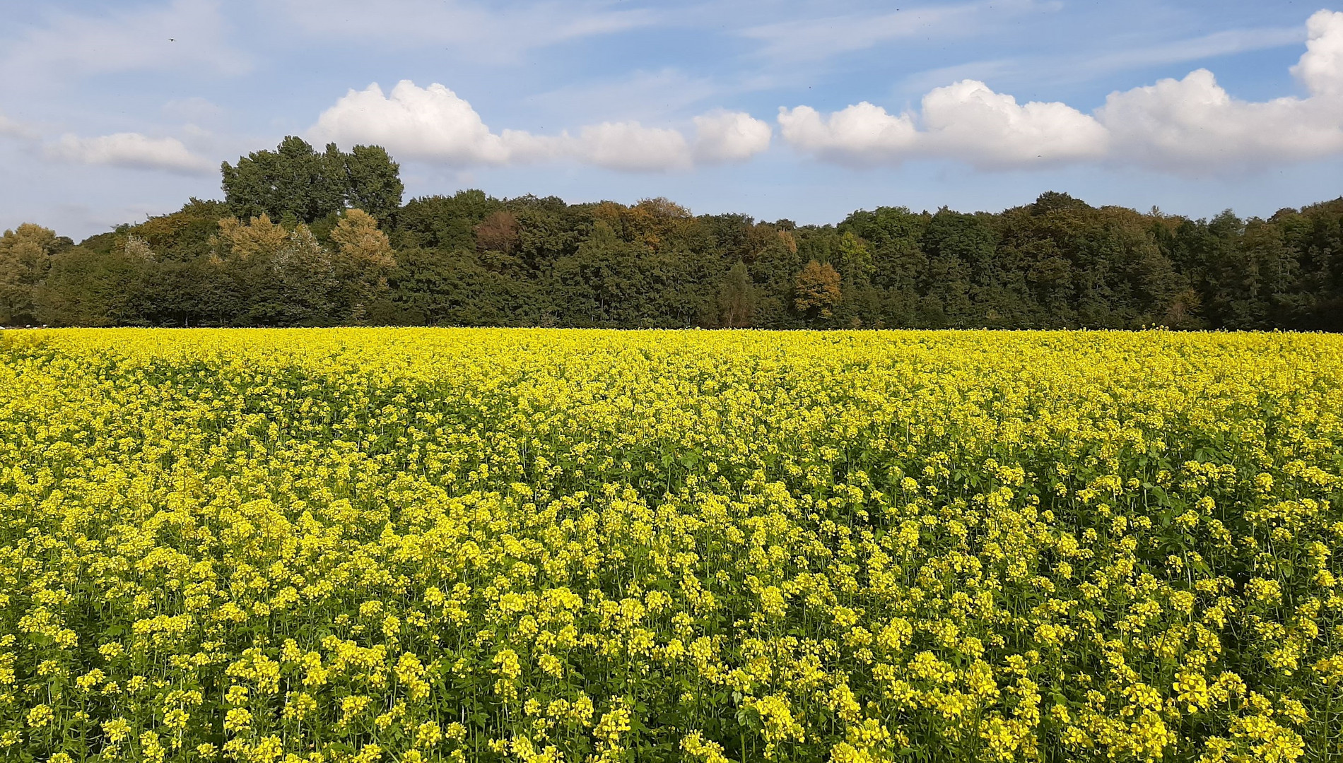 Senffelder im Herbst im schönen Münsterland.