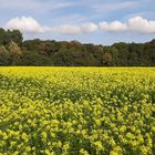 Senffelder im Herbst im schönen Münsterland.