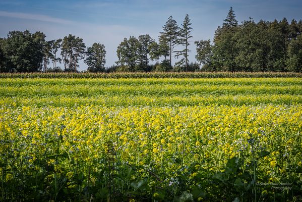 Senfpflanze im Sonnenlicht