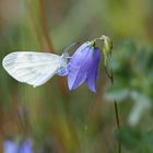 Senfweisling (Leptidea sinapis)