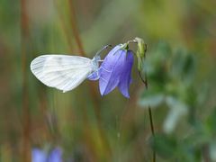 Senfweisling (Leptidea sinapis)