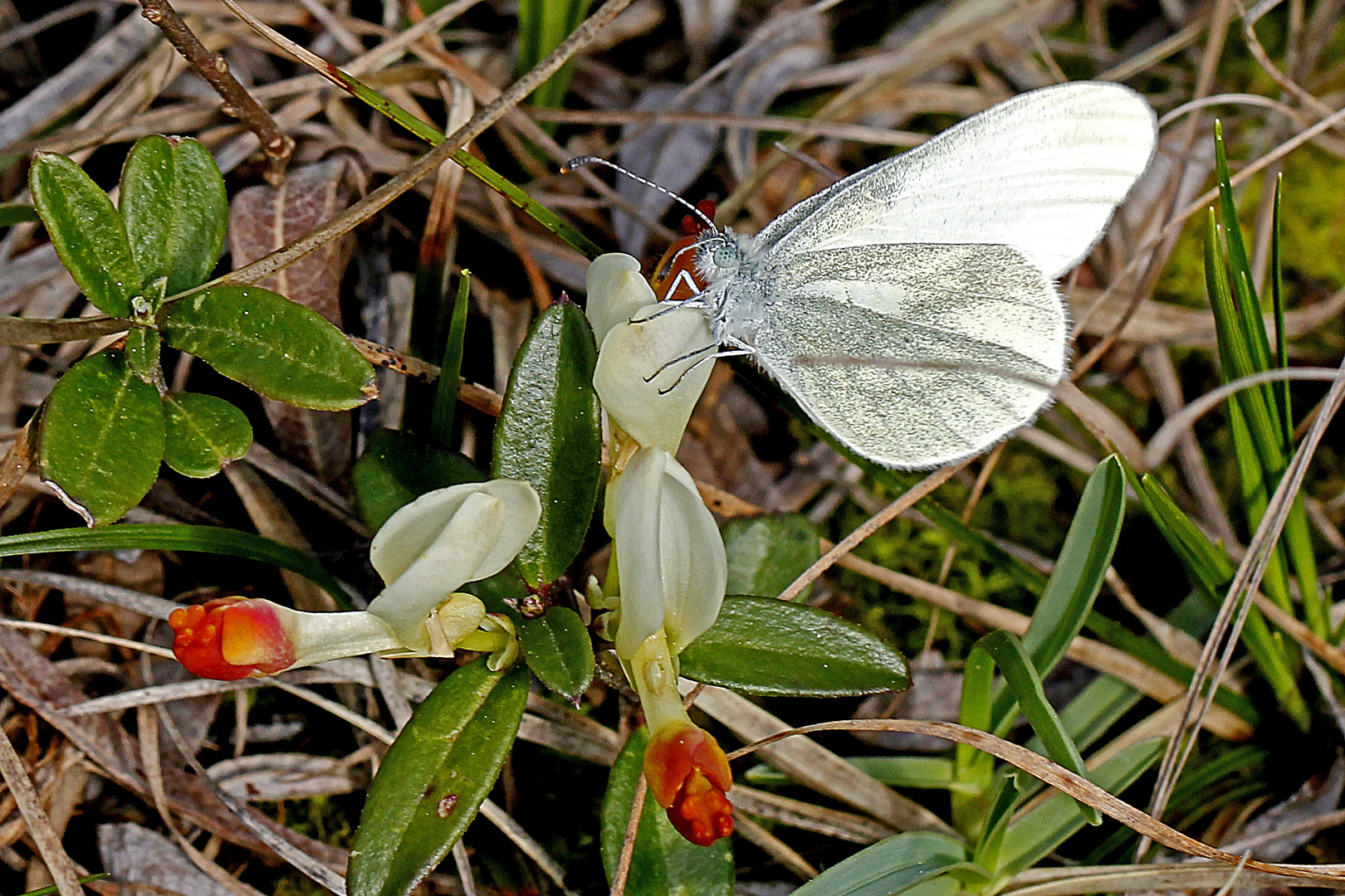 Senfweißling bzw. Tintenfleck-Weißling 