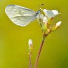 Senfweißling - Leptidea sinapis