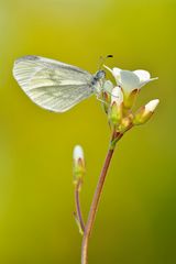 Senfweißling - Leptidea sinapis