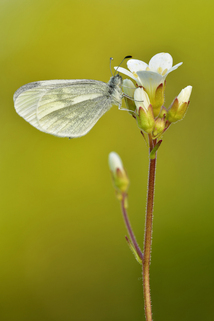 Senfweißling - Leptidea sinapis #4