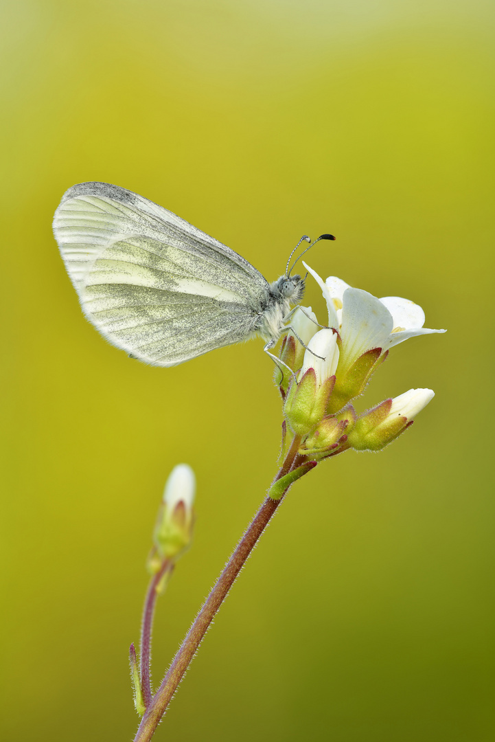 Senfweißling - Leptidea sinapis #6