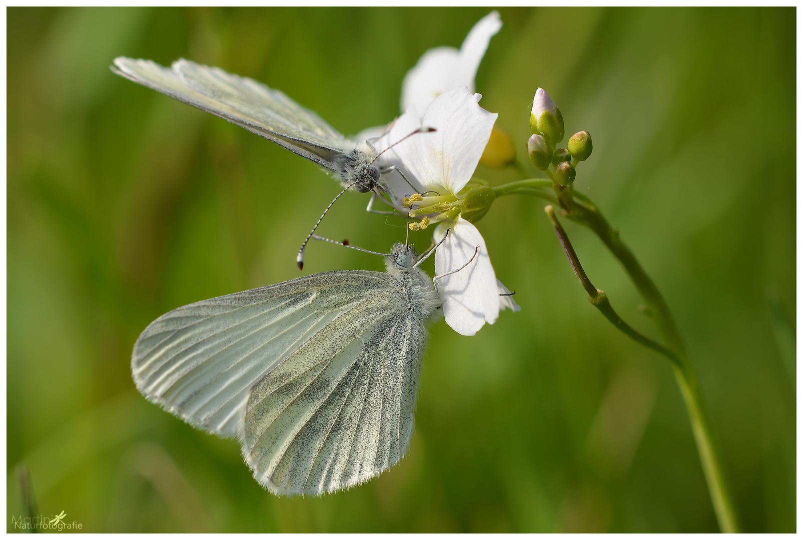 Senfweißling (Leptidea sinapis)