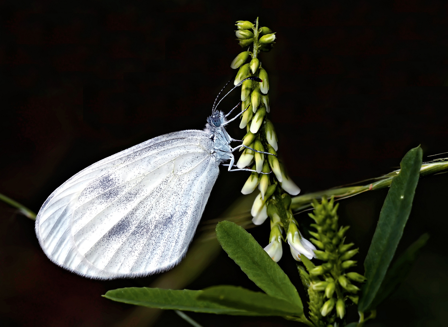 Senfweissling (Leptidea sinapis:juvernica:reali) - La Piéride du lotier.