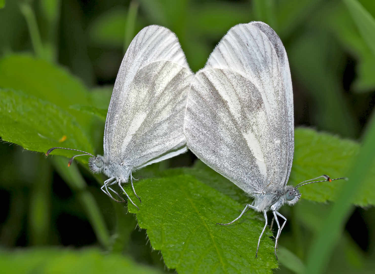 Senfweisslinge (Leptidea sinapis:juvernica:reali) - Le couple de la Piéride du lotier...