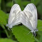 Senfweisslinge (Leptidea sinapis:juvernica:reali) - Le couple de la Piéride du lotier...