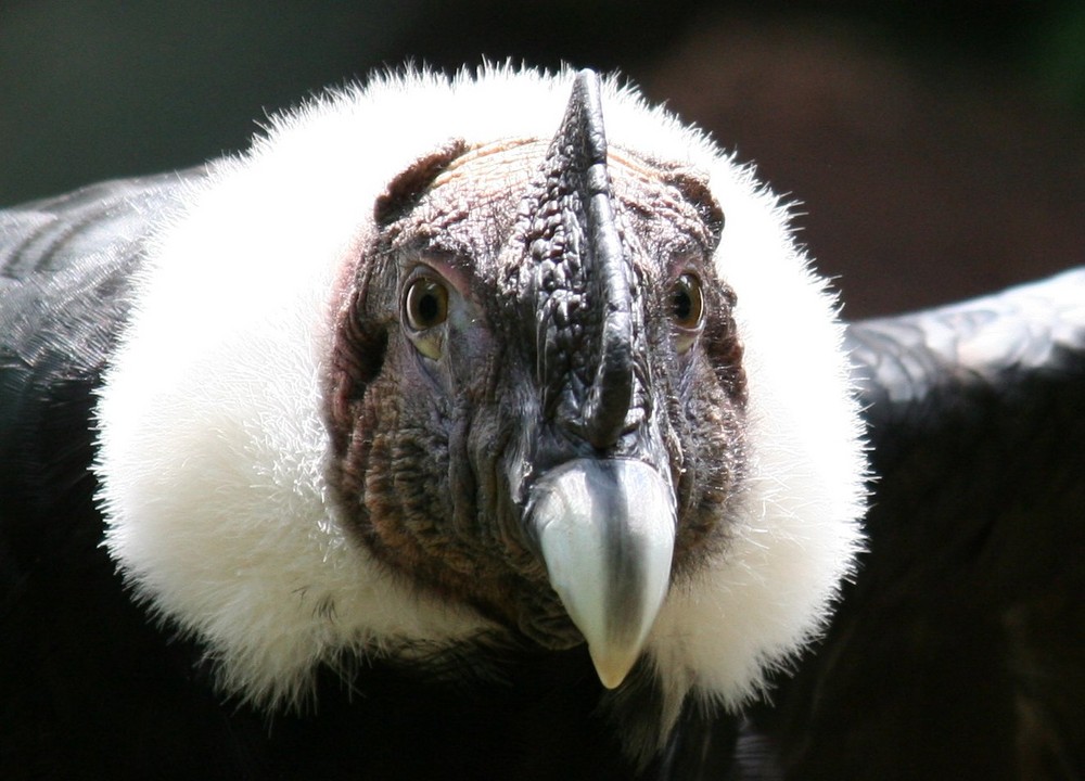 senior condor