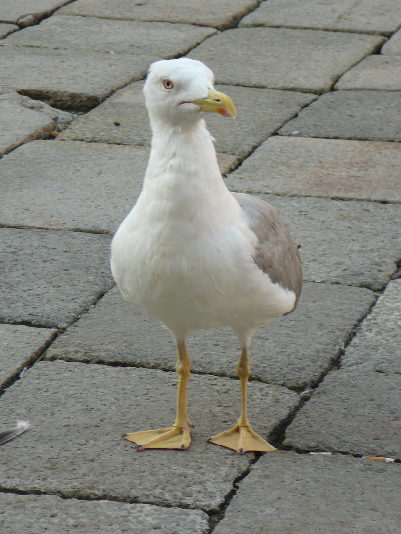 Seniora Gabbiano