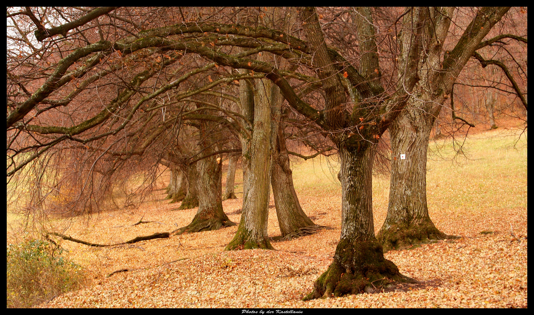 Senioren-Allee