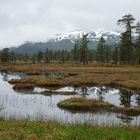 Senja -Anderdalen Nationalpark