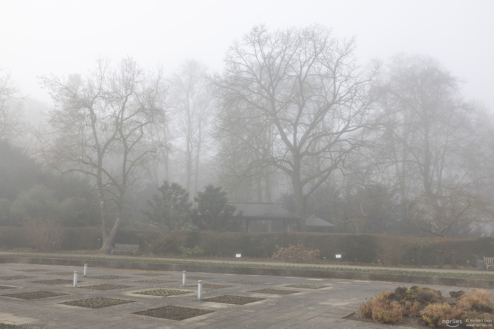 Senkgarten mit Nebel