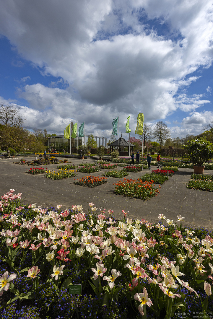 Senkgarten mit Tulpen und Wolken