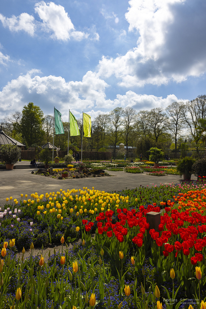 Senkgarten zur Tulpenblüte