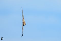 Senkrecht-Flieger