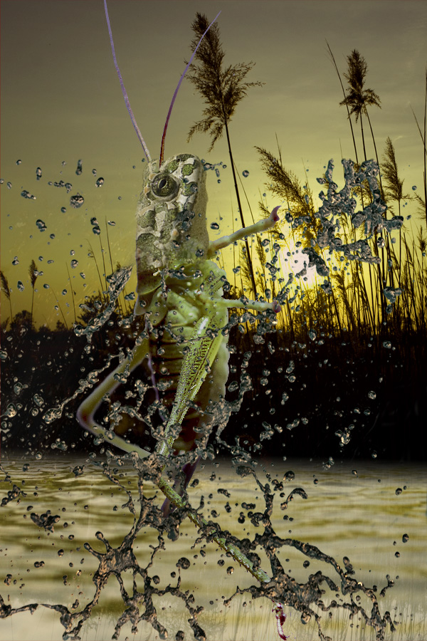 senkrecht starter Foto &amp; Bild digiart challenge, 041