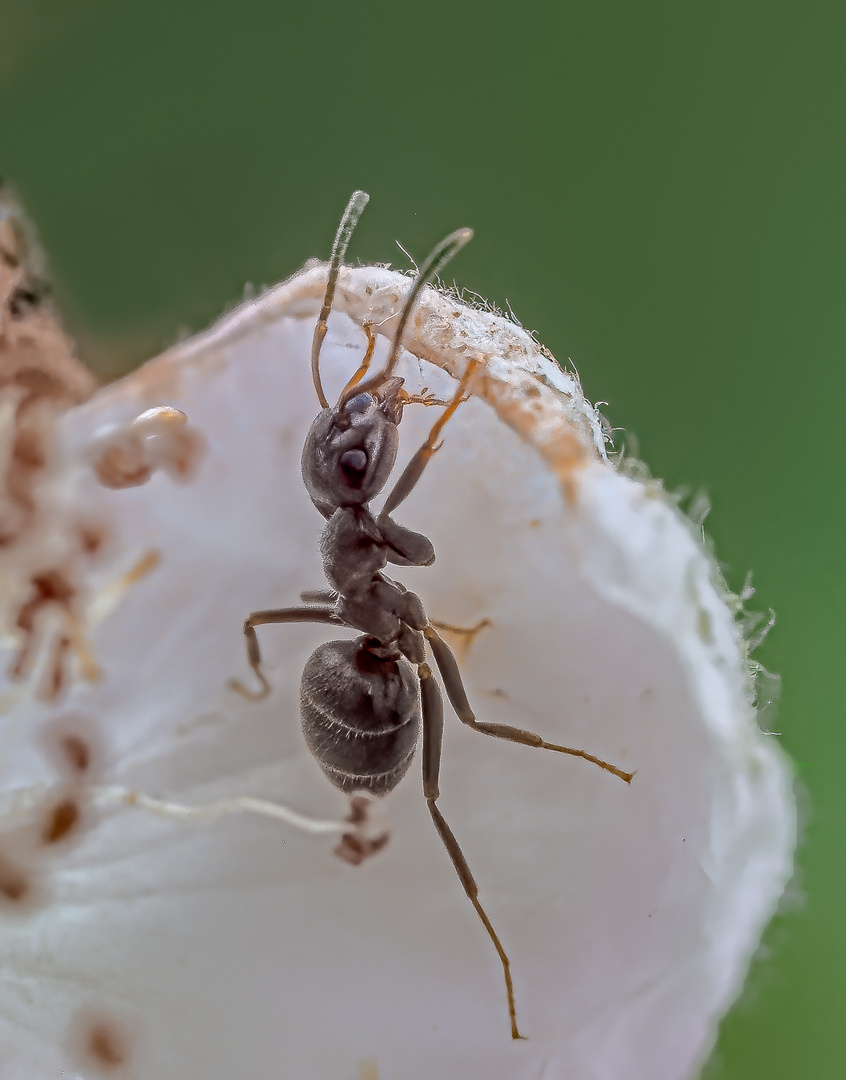 Senkrechtstarter auf der Brombeerblüte