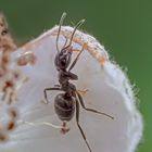 Senkrechtstarter auf der Brombeerblüte