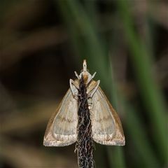 SENKRECHTSTARTER . . . Die Unterseite des Maiszünslers (Ostrinia nubilalis)