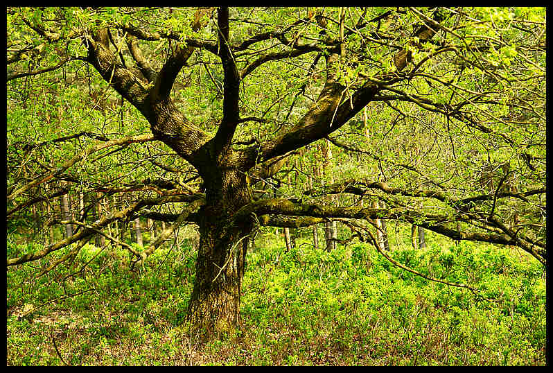 Senne 1 Foto & Bild deutschland, europe, nordrhein westfalen Bilder