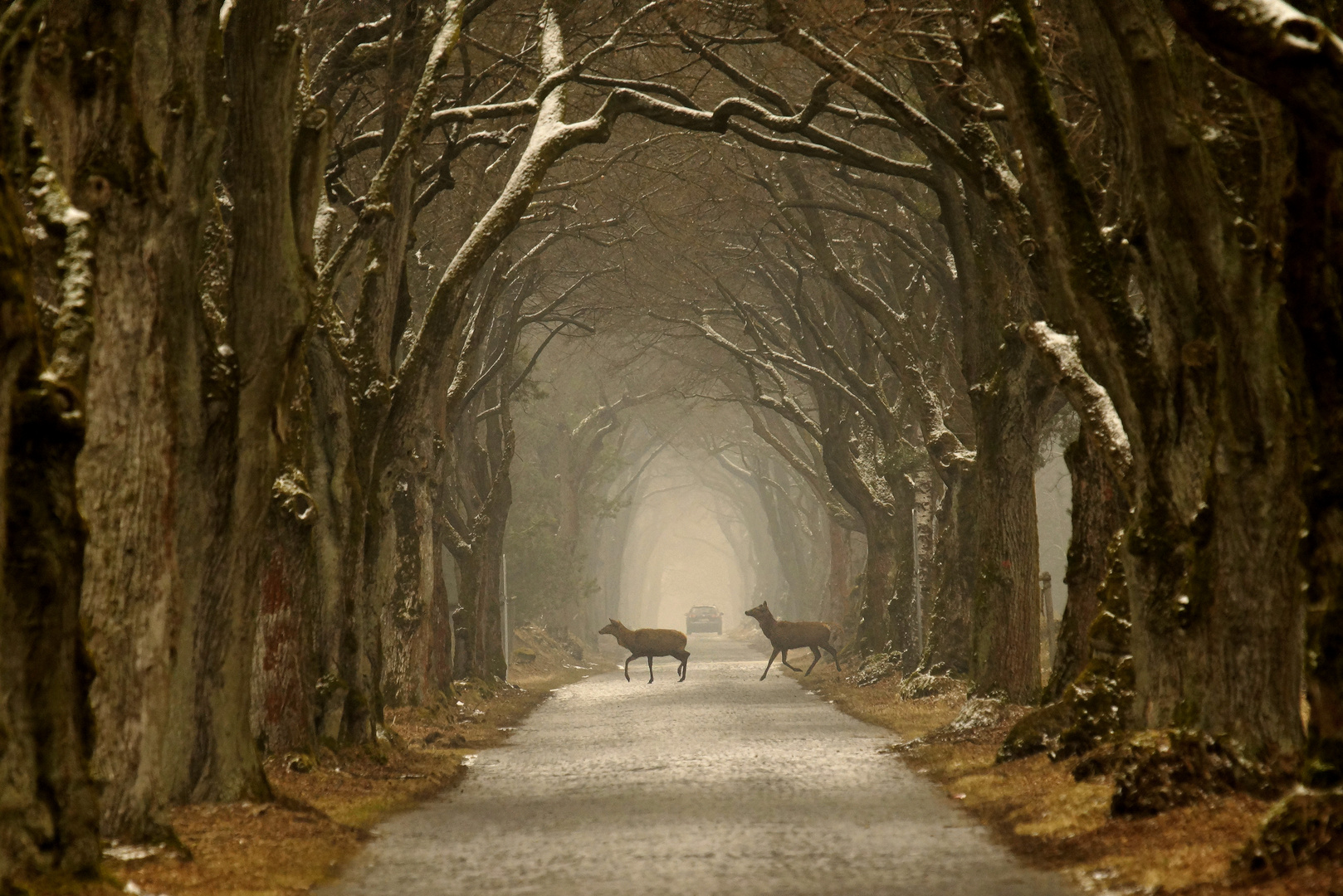 Senne Allee im Nebel